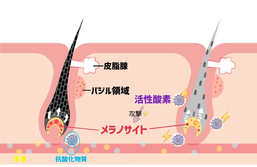 西洋医学白髪メカニズム
