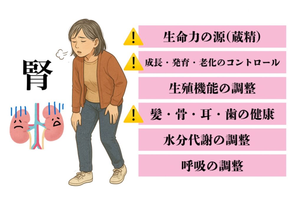 東洋医学白髪メカニズム
