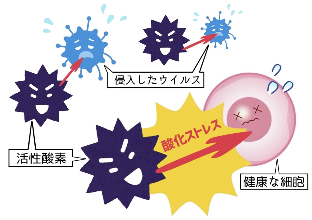活性酸素による細胞の酸化ダメージ